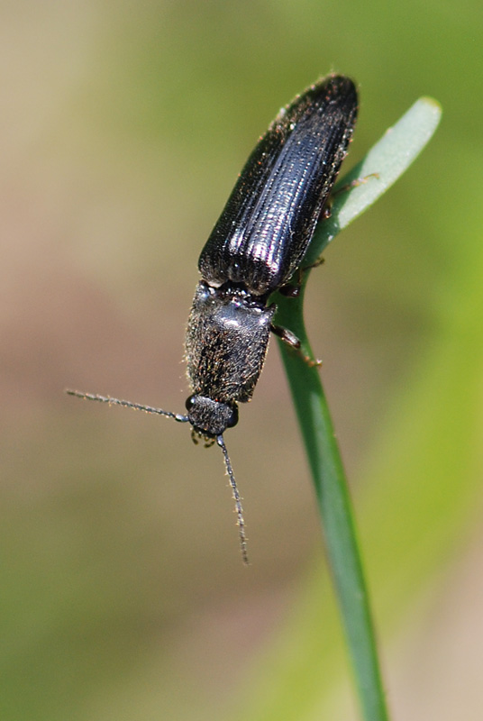 Elateridae in Val Posina n°2 da id. - Athous vittatus